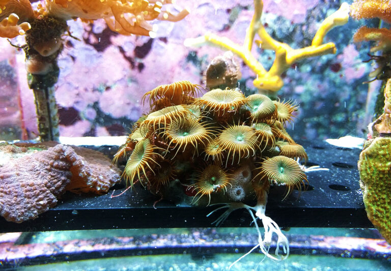 créer un aquarium naturel
